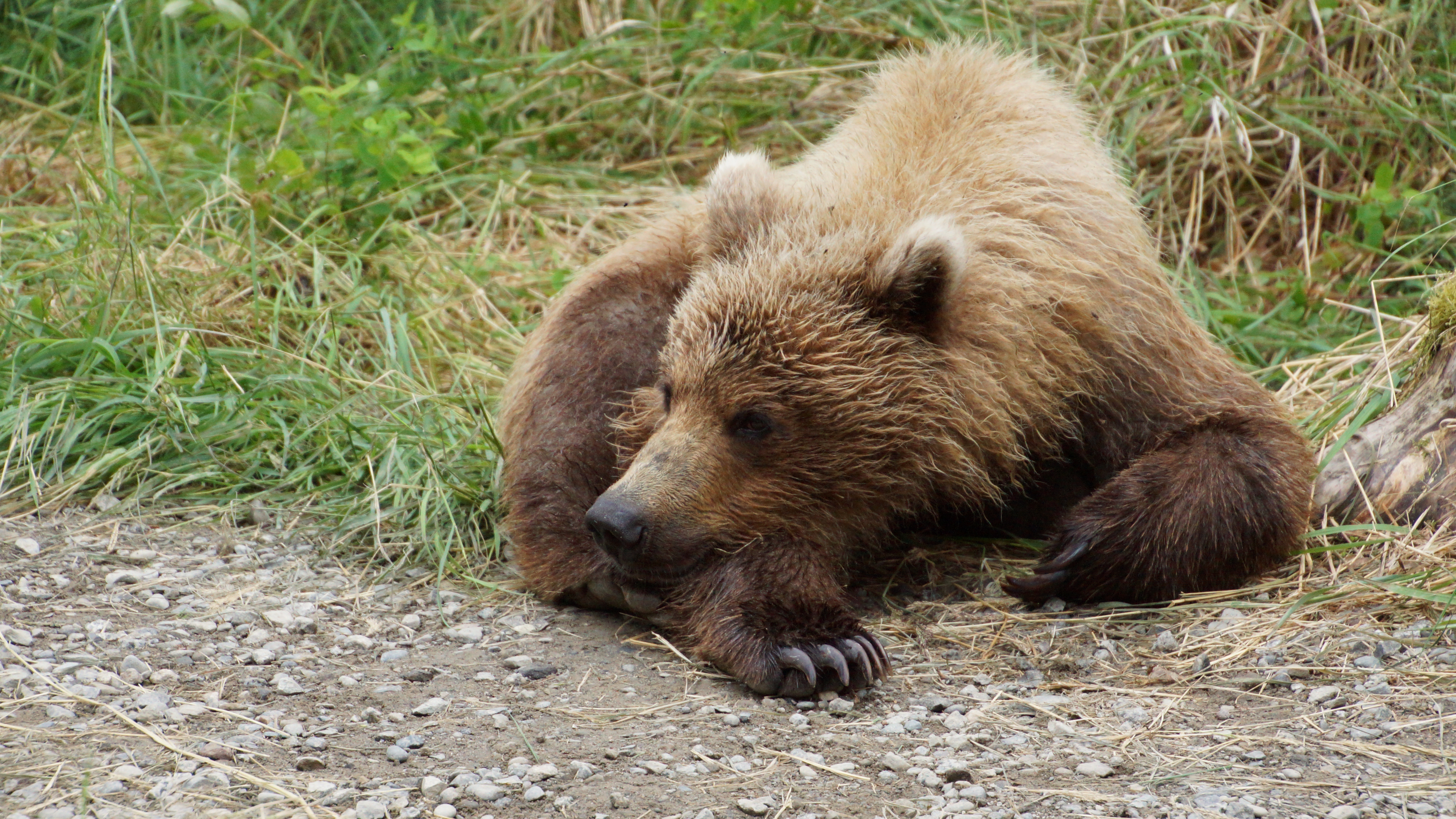 Grizzlybär