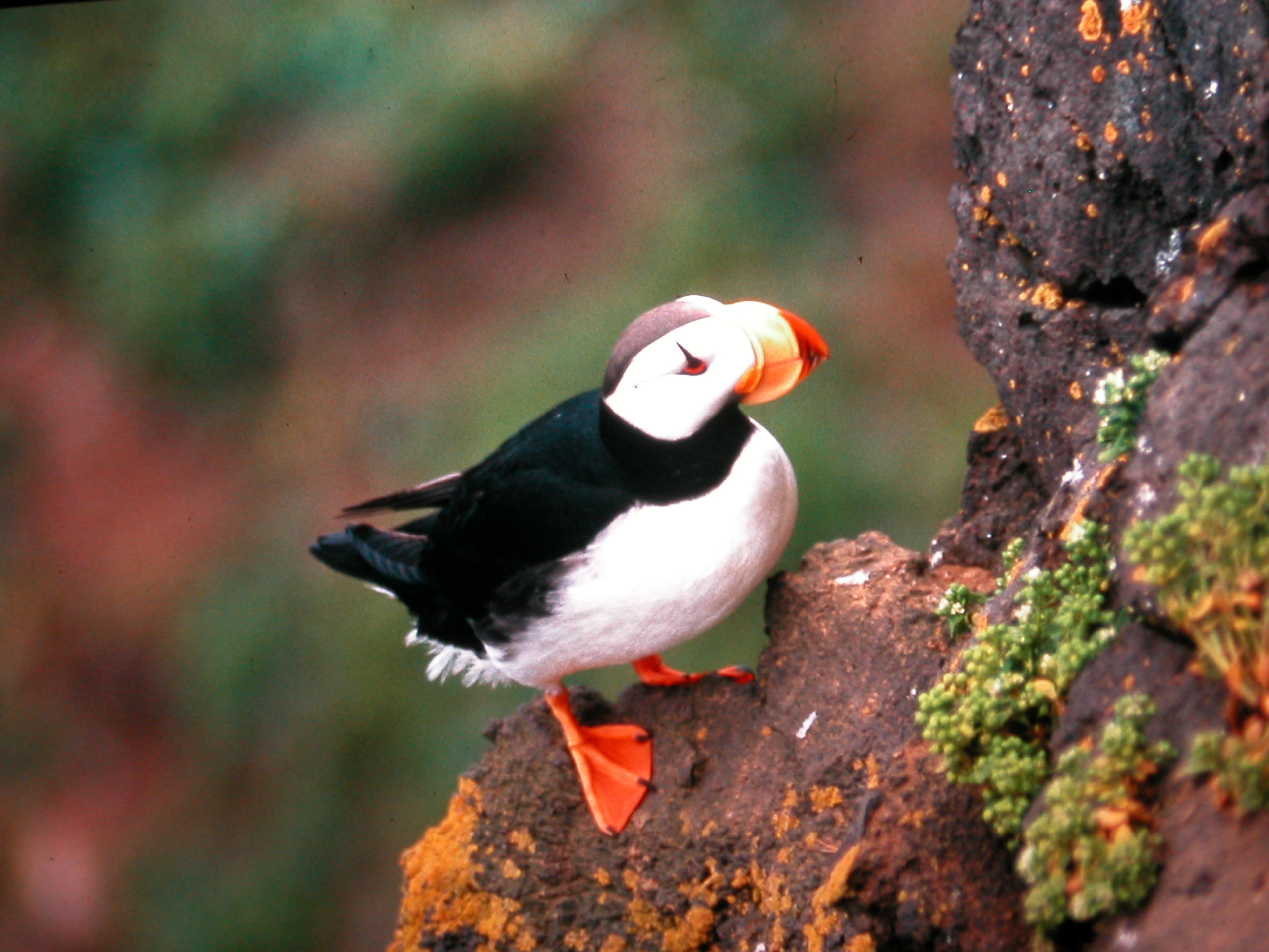Puffin im Kenai Fjords Nationalpark