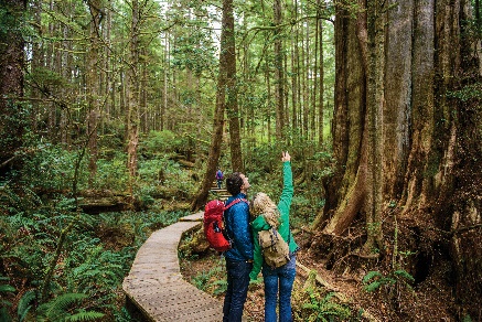 Regenwald an der Westküste von Vancouver Island