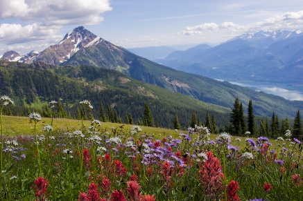 Blühende Bergwiesen bei Revelstoke